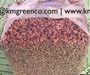 Vietnamese Cashew Nuts Kernels WW180, WW210, WW240, WW320, WW450