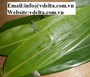 BAMBOO LEAVES IN VIET NAM BEST PRICE 
