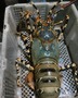 Live Tiger Lobsters