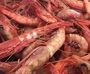 Red Shrimps