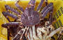 Live King Crab