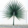 Artificial Washington Palm Tree