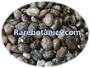 Ricinus Communis Seeds For Sale in Bulk