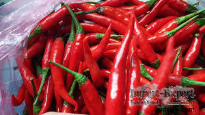 Chilli Pepper for export