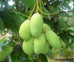 Mango from Vietnam for export