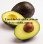 VIETNAM AVOCADO FRUIT