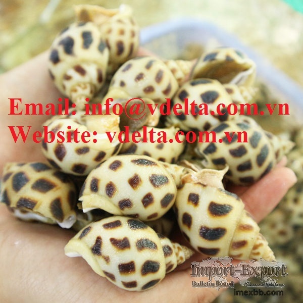 FROZEN SWEET SNAILS/ FRESH SNAIL WITH BEST QUALITY FROM VIETDELTA 