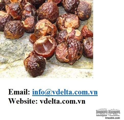 Drying Soap nuts from Vietnam 2020 