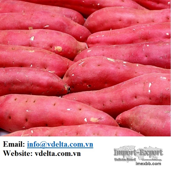 Sweet Potatoes from Vietnam
