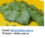 Supplier green perilla leaves 