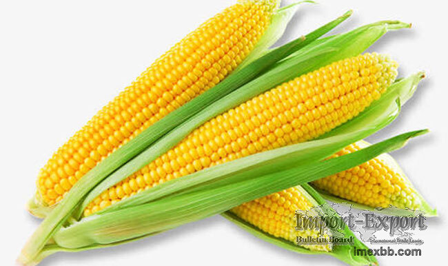 Resistant Dextrin(Soluble Corn Fiber)