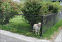 Chain Link Pet Mesh Panels For Dog Run Fencing And Dog Kennels