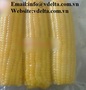 High quality Frozen Sweet Corn From Vietnam