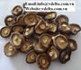 High Quality Dried Shiitake Mushroom from Viet Nam