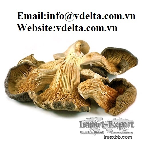 Dried Oyster Mushroom from Viet Nam