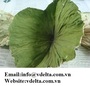 Viet Nam dried lotus leaves best price 