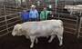 Fowl & Livestock Fattening Beef Bulls/Hereford /Charolais /Limousin/Goats/S