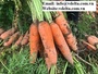 Pure Carrot Organic Frozen Carrot for Salad 