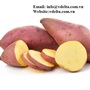 FROZEN SWEET POTATO WITH BEST PRICE 