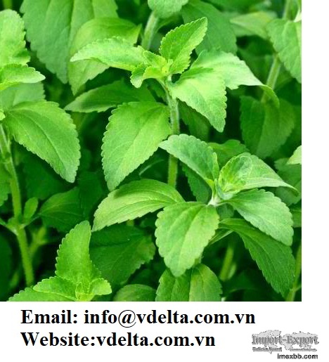 VIET NAM HIGH QUALITY ORGANIC STEVIA DRY LEAVES