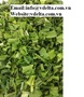 100% Natural high quality Dried Pandan leaf/ powder 