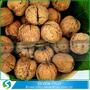Wholesale Whole Walnut In Shell