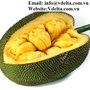 Frozen JackFruit High Quality From Vietnam Best Price