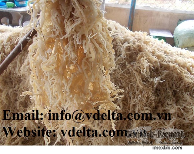 Sea Moss Irish Seaweed Eucheuma Cottoni