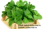 High Quality Dried Mint leaf/ powder 