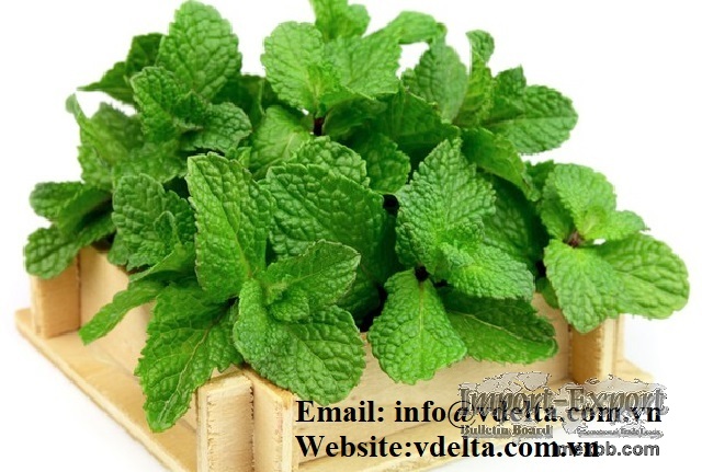 High Quality Dried Mint leaf/ powder 