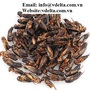 Pets food cheap dried cricket