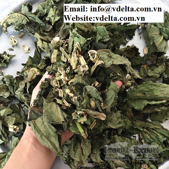 Natural dried papaya leaf from Vietnam for export standard