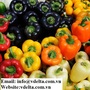 Bell sweet pepper with high quality and best price