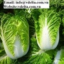 Fresh Vietnamese cabbage