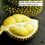 High Quality frozen durians from viet nam 