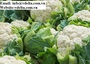 supplier of  frozen white broccoli fresh cauliflowers best price 