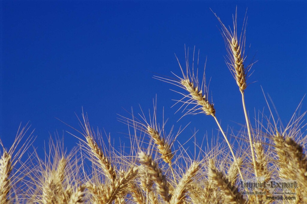 Wheat, Oats, Barley, Brown rice, Millet, Amaranth, Corn, Flaxseed, Sesame s