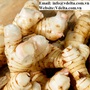 Vietnamese frozen Galangal Root With The Best Quality 