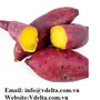 Vietnamese sweet potato / purple sweet potato 
