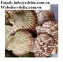 Scallop Shell Material from Vietnam (for crafts, decorations and gifts)