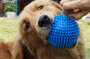 Dog Bouncy Ball