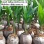 COCONUT SEEDLING /COCONUT TREE / YOUNG COCONUT PLANT TREE VIET DELTA