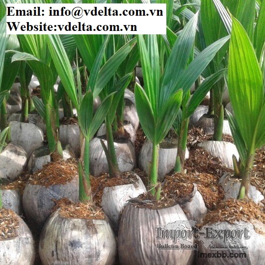 COCONUT SEEDLING /COCONUT TREE / YOUNG COCONUT PLANT TREE VIET DELTA