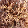 Dried Gracilaria Seaweed/ Dried Seamoss/ Irish Sea Moss/ Dried Euchema Cott