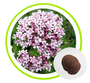 Valerian Root Extract Powder Valeric Acid 10：1