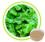 Centella Asiatica Extract 10%-95%