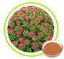 Rhodiola Rosea Extract