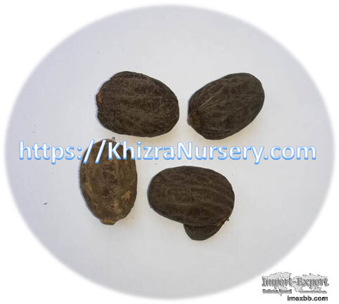 Bismarckia Nobilis Seeds