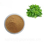 Natural high quality holy basil extract,Holy Basil Extract Anti-bacterial,P