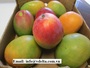  Fresh Mango Fruit 0.5 kg per pcs with the good price